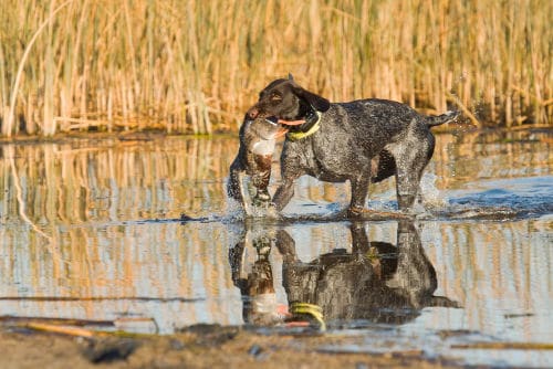 Duck Dog