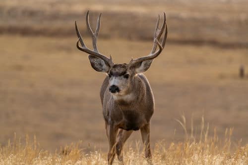 Mule Deer